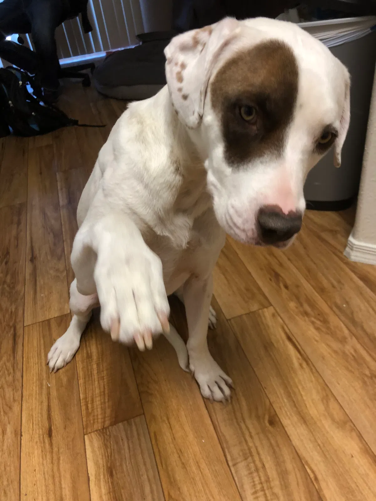 Found dog in Rio Rancho, NM, 87124