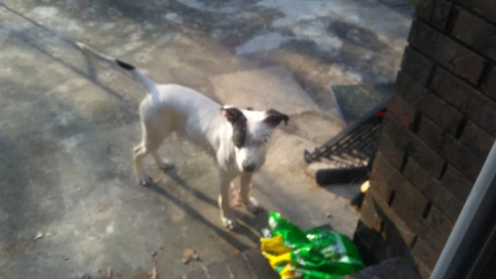 Found dog in Columbia, SC, 29223