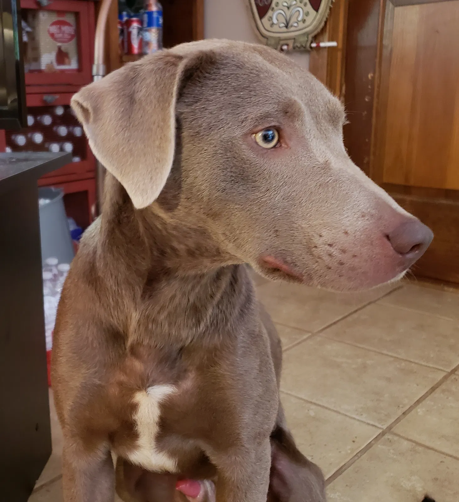 Found dog in Monroe, GA, 30656