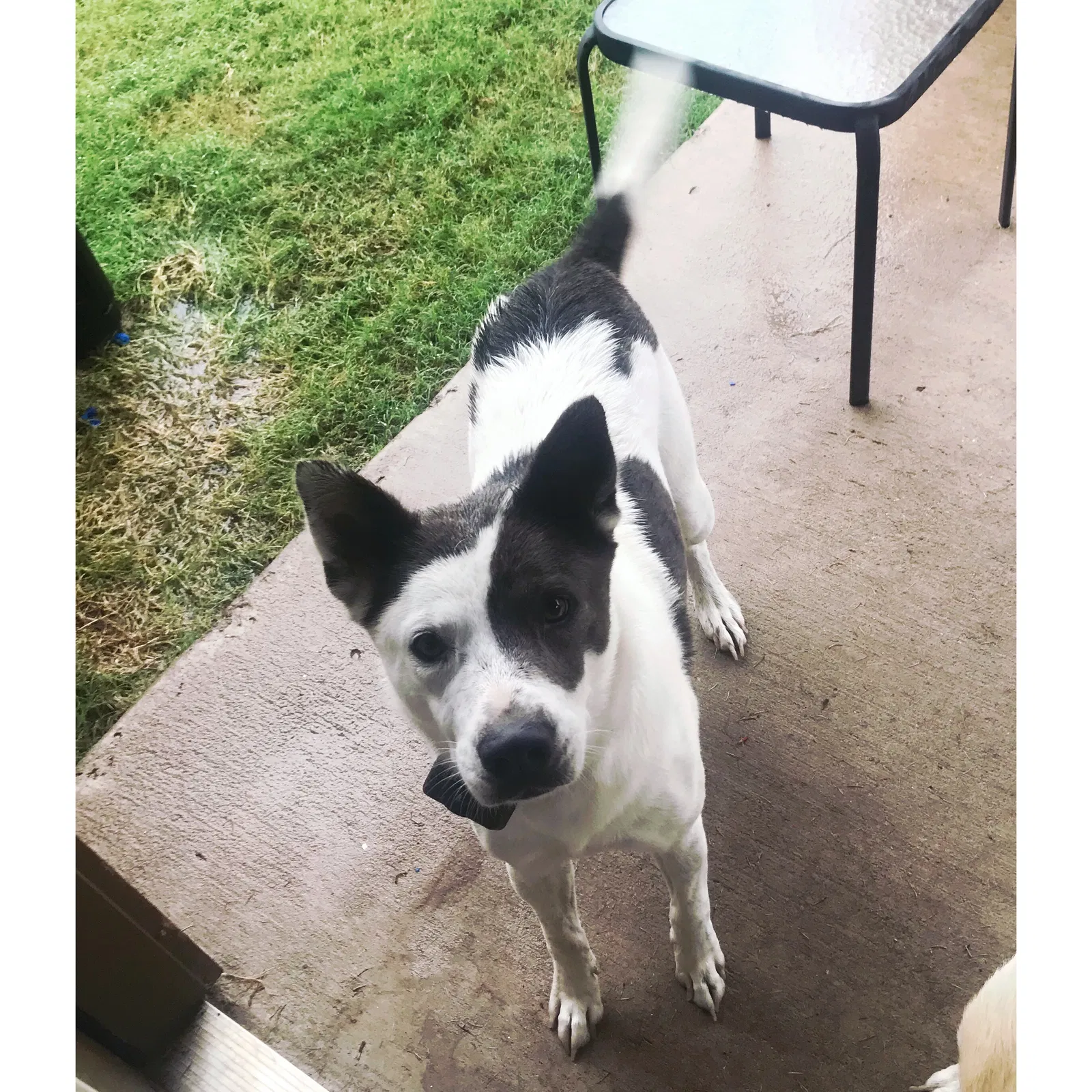 Found dog in Van Alstyne, TX, 75495