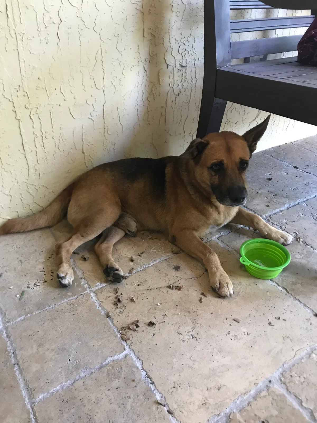 Found dog in Miami, FL, 33146