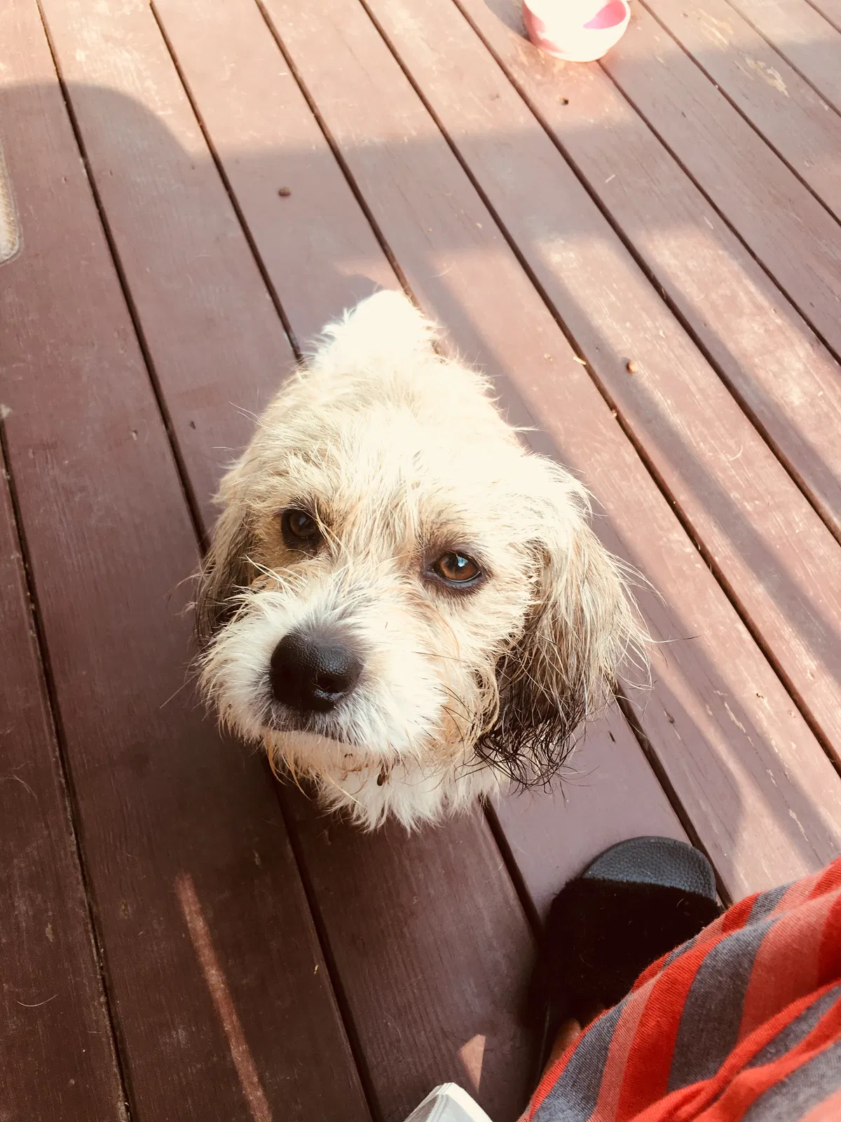Found dog in Cleveland, OH, 44125