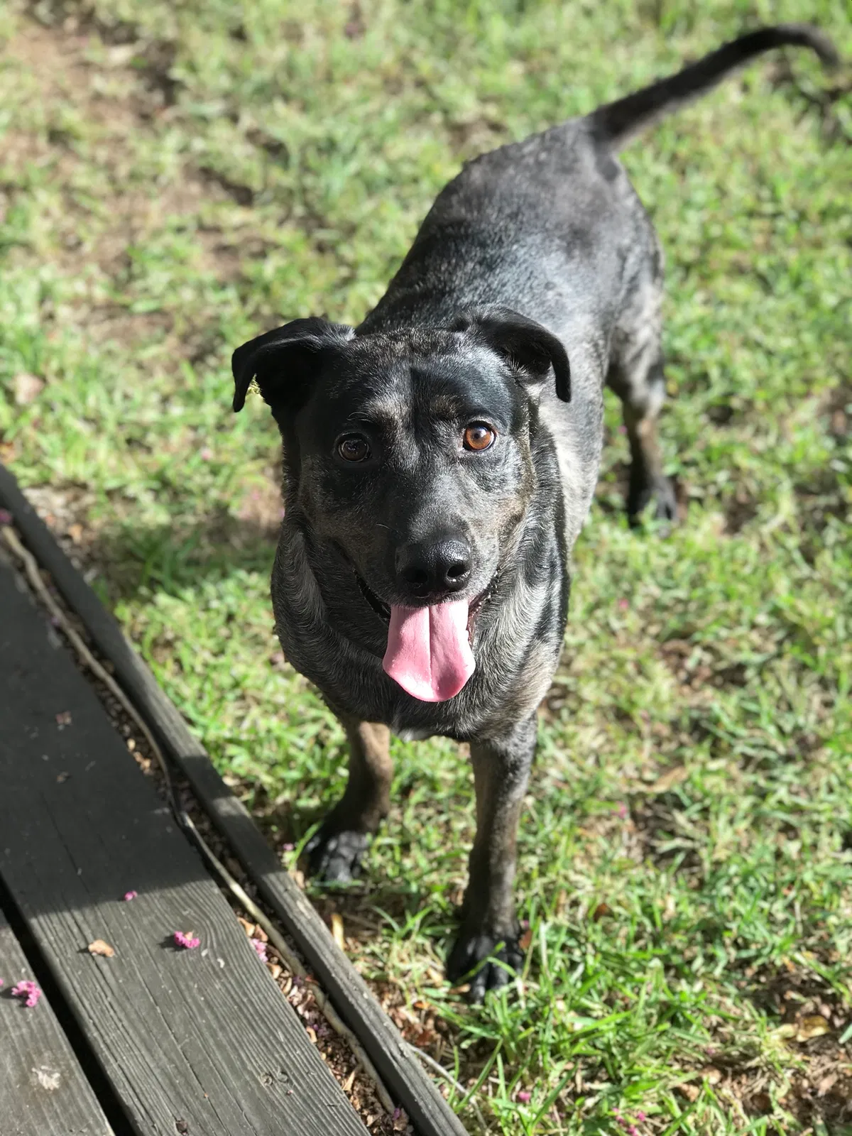 Found dog in League City, TX, 77573