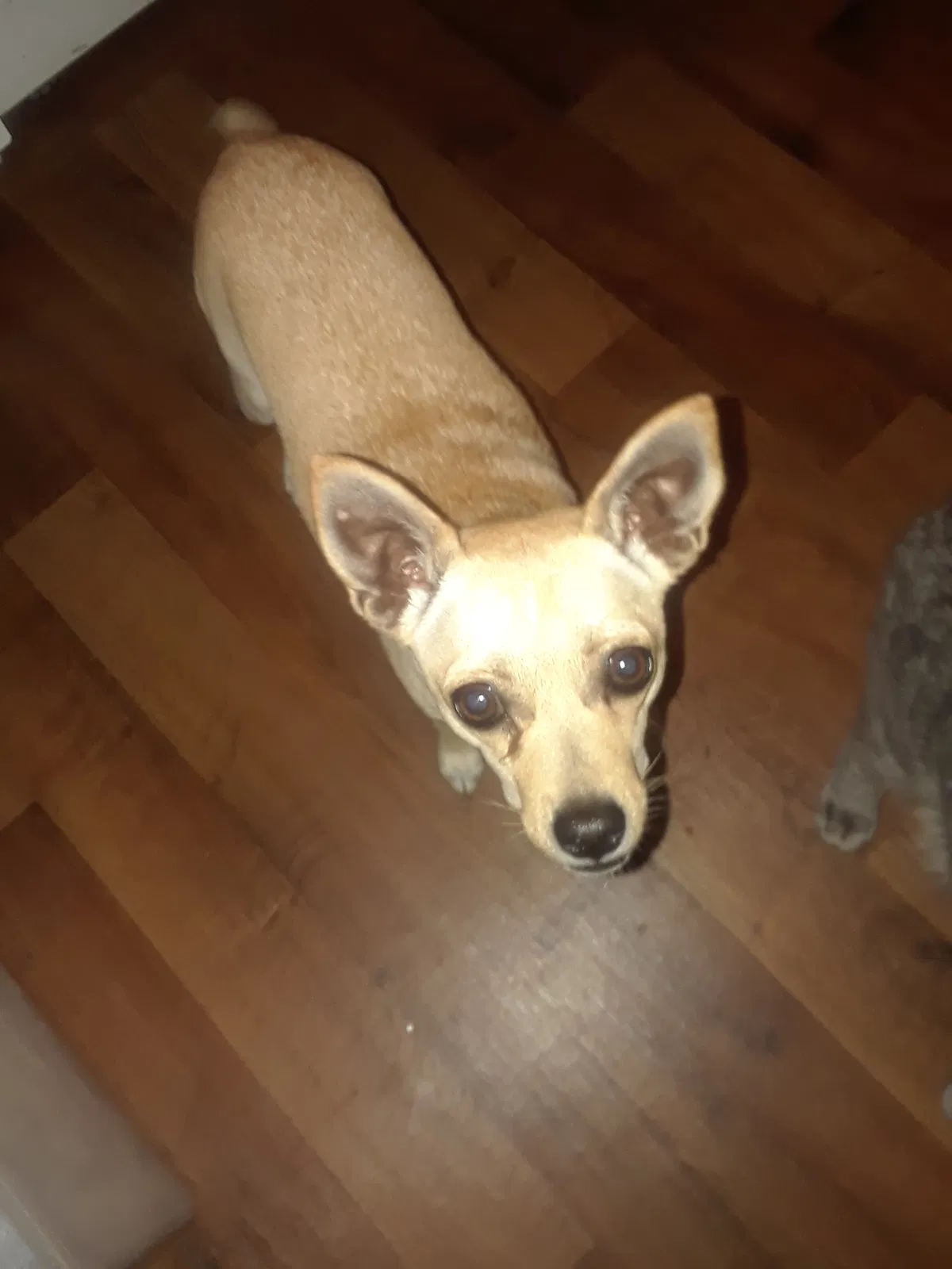 Found dog in Colorado Springs, CO, 80909