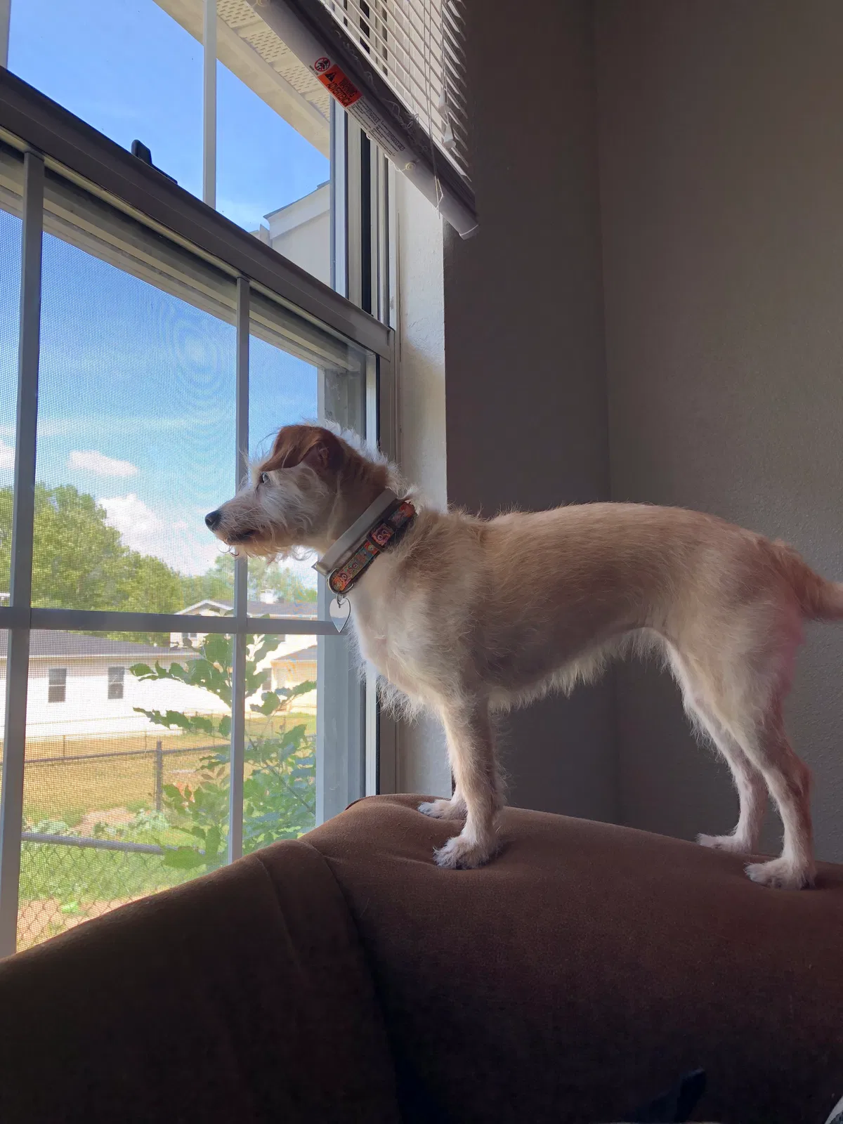 Found dog in Fort Leavenworth, KS, 66027