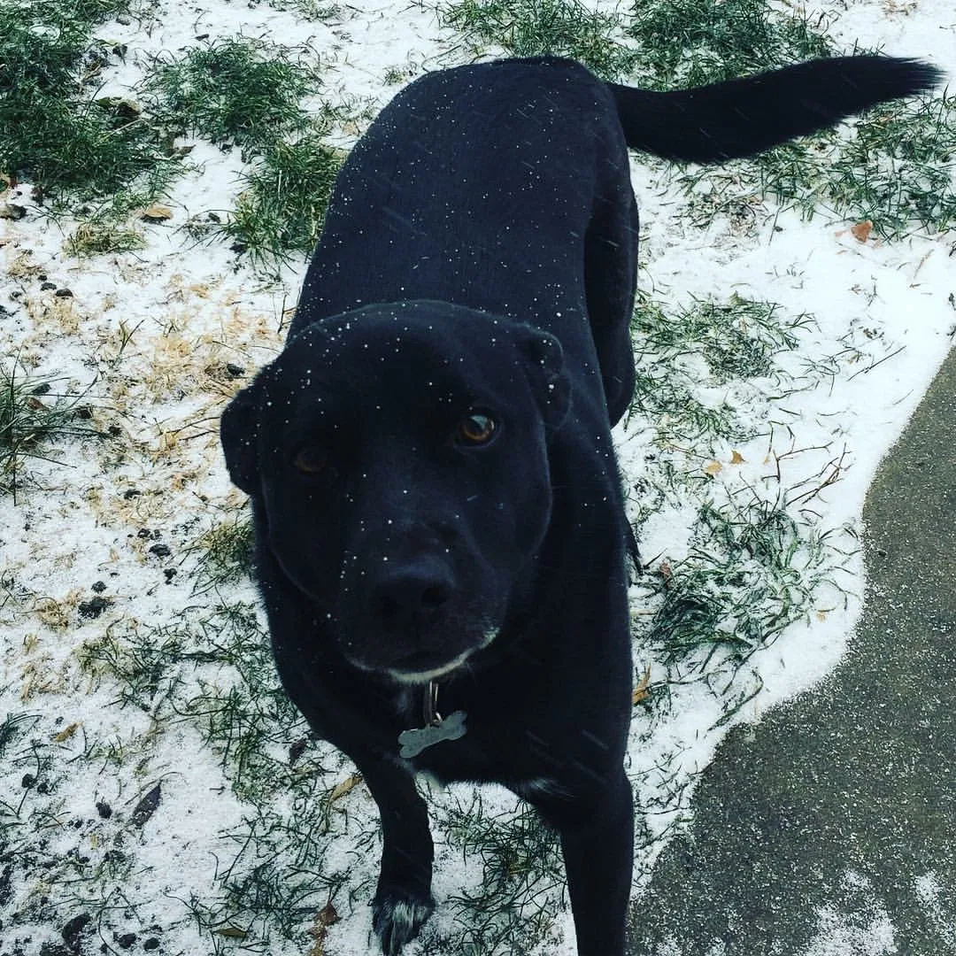 Found dog in Fort Leavenworth, KS, 66027