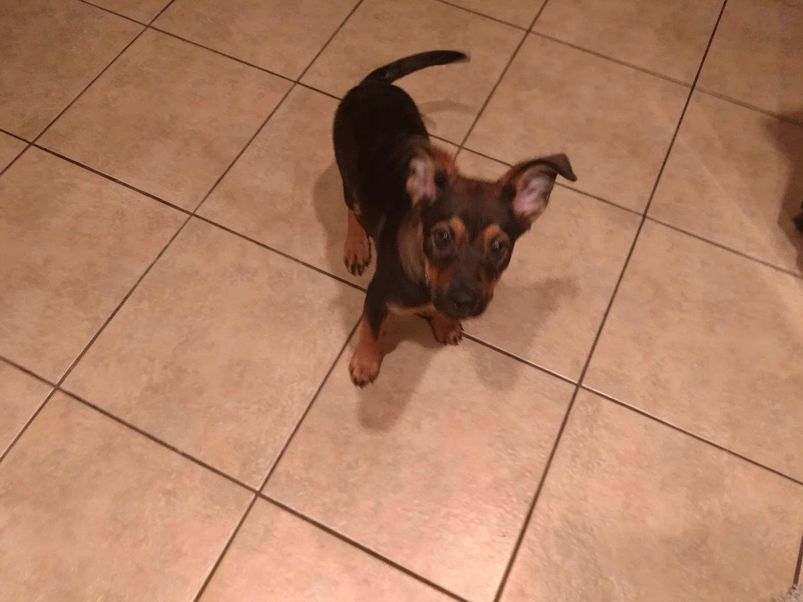 Found dog in Gilbert, AZ, 85296