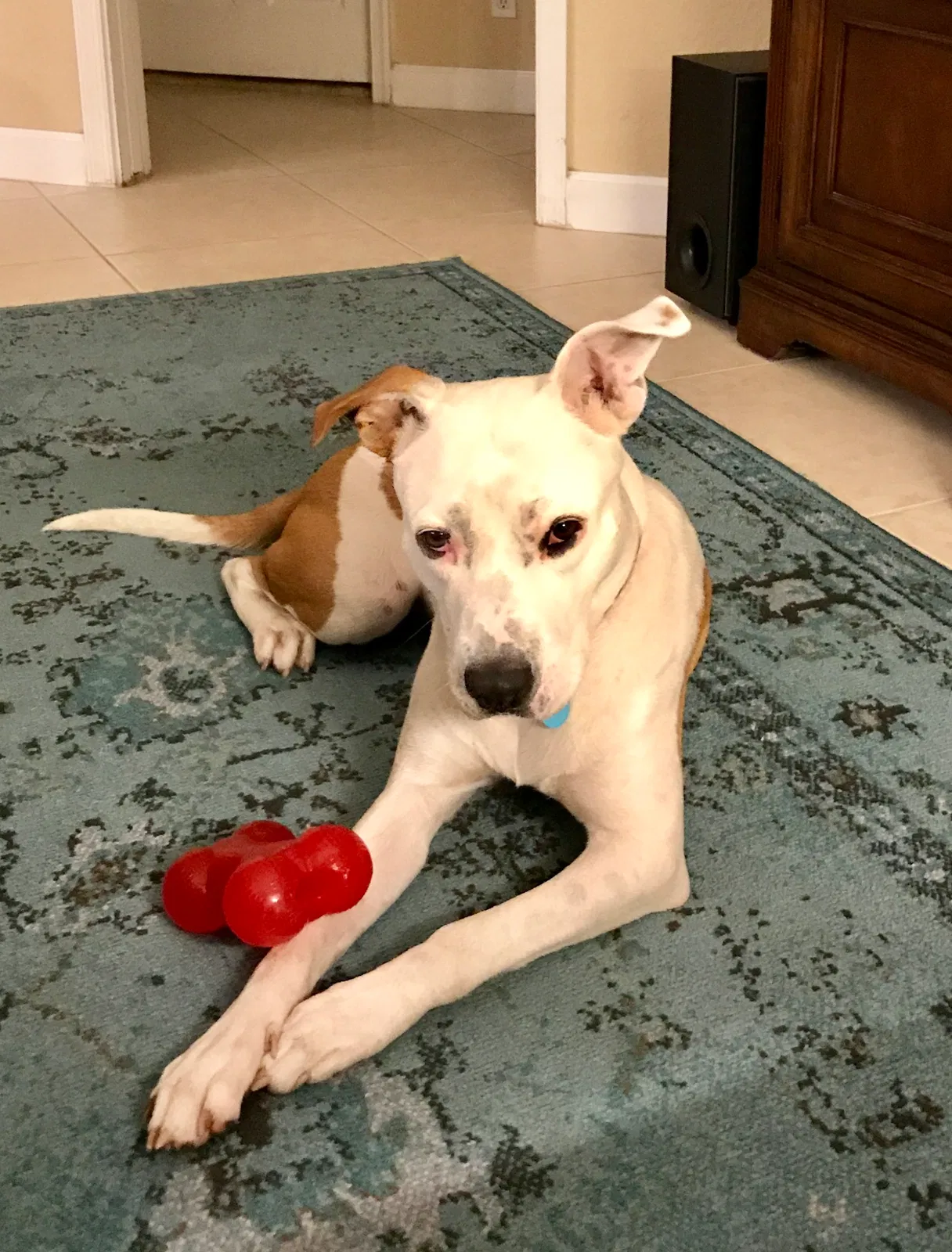 Found dog in Hendersonville, NC, 28739