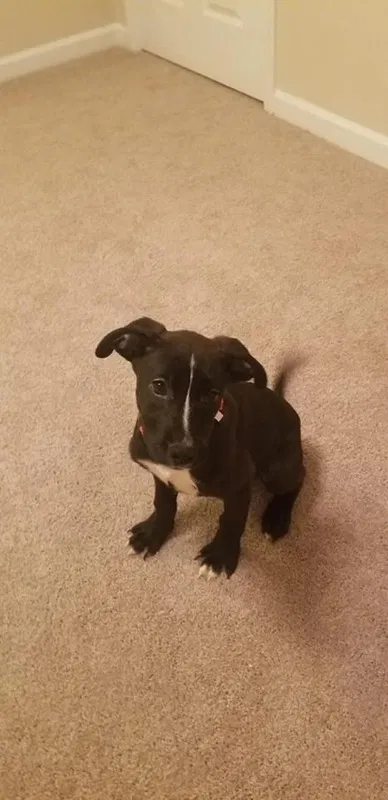 Found dog in Tarawa Terrace, NC, 28543