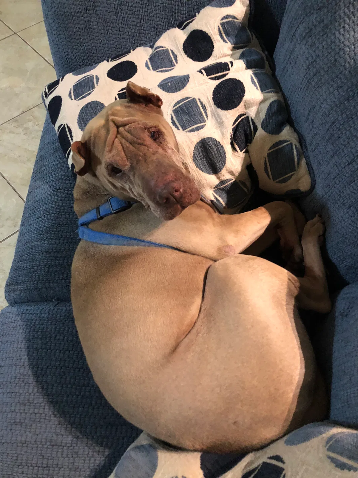 Found dog in Palm Bay, FL, 32908