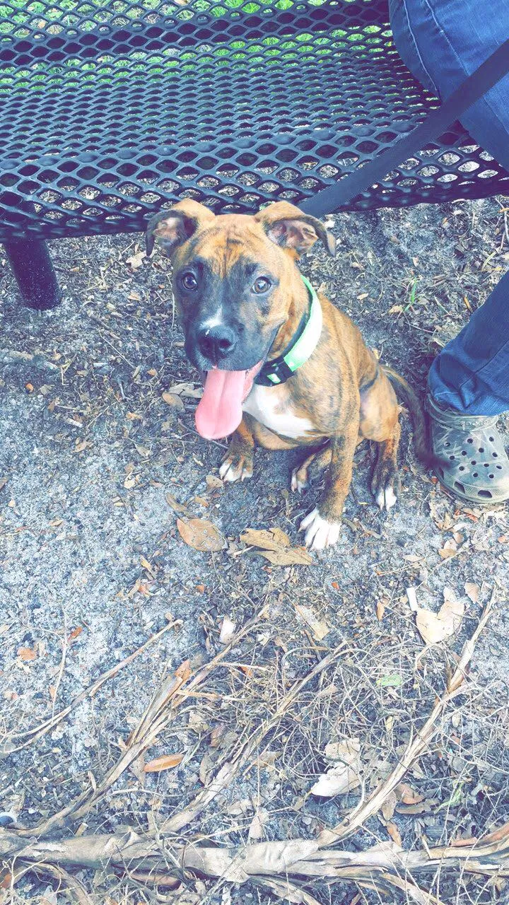 Found dog in Lakeland, FL, 33801