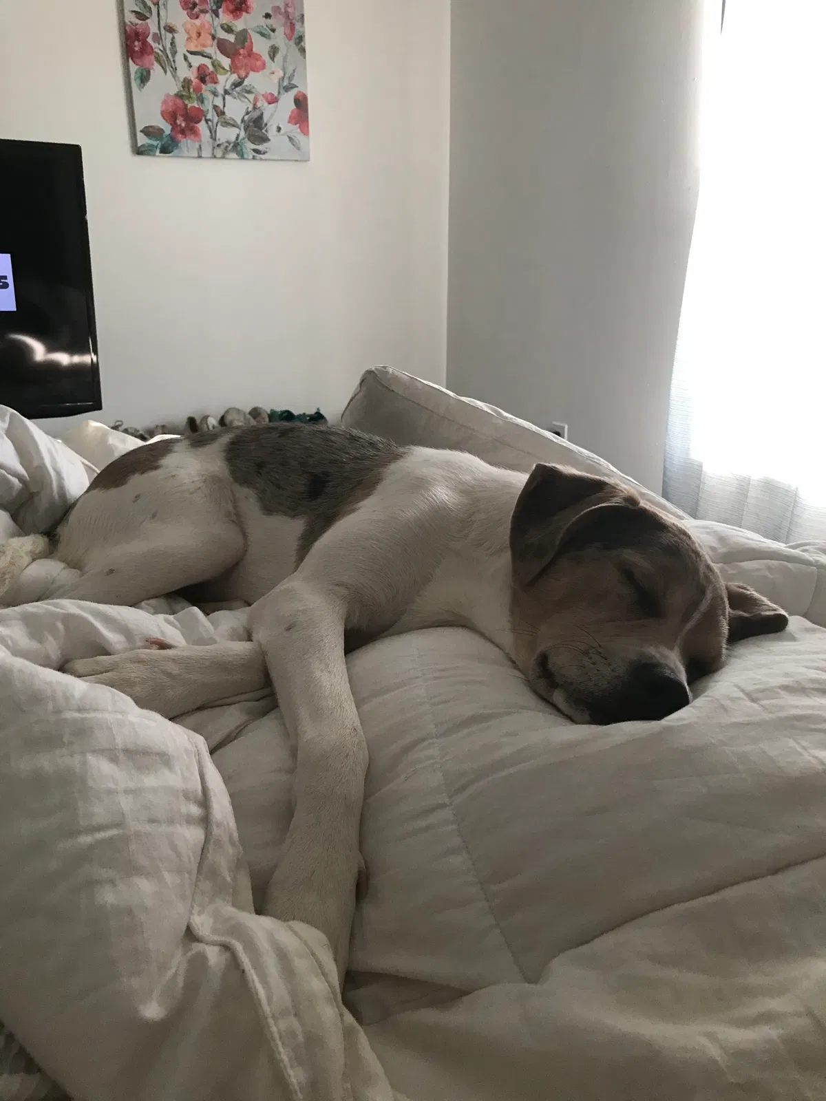 Found dog in Delaware, OH, 43015