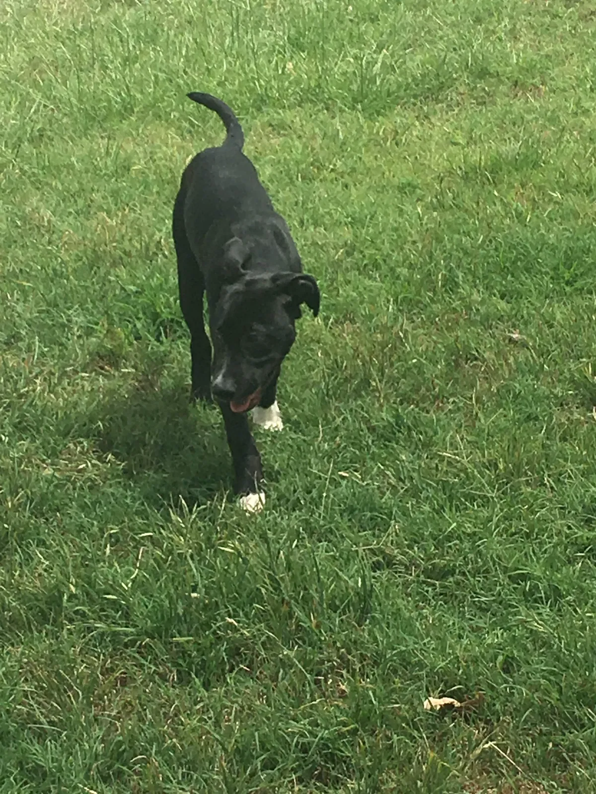 Found dog in Bossier City, LA, 71112