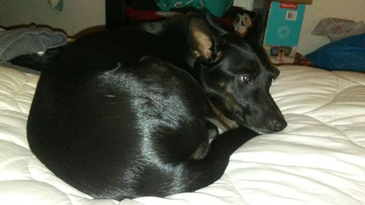 Found dog in Mesa, AZ, 85201