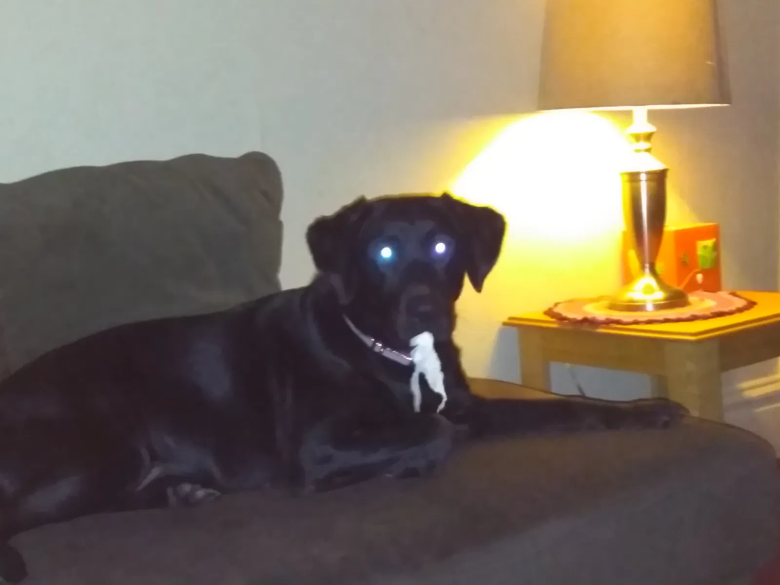 Found dog in Monongahela, PA, 15063