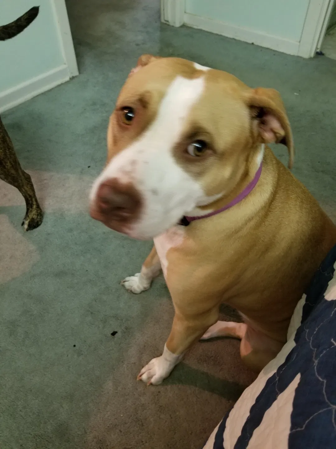 Found dog in Woodway, TX, 76712