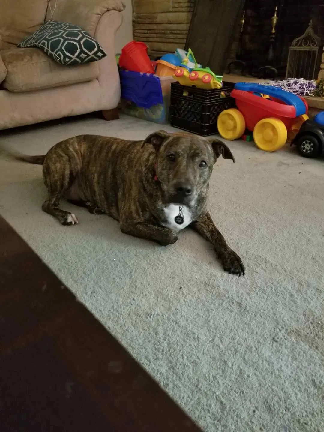 Found Dog