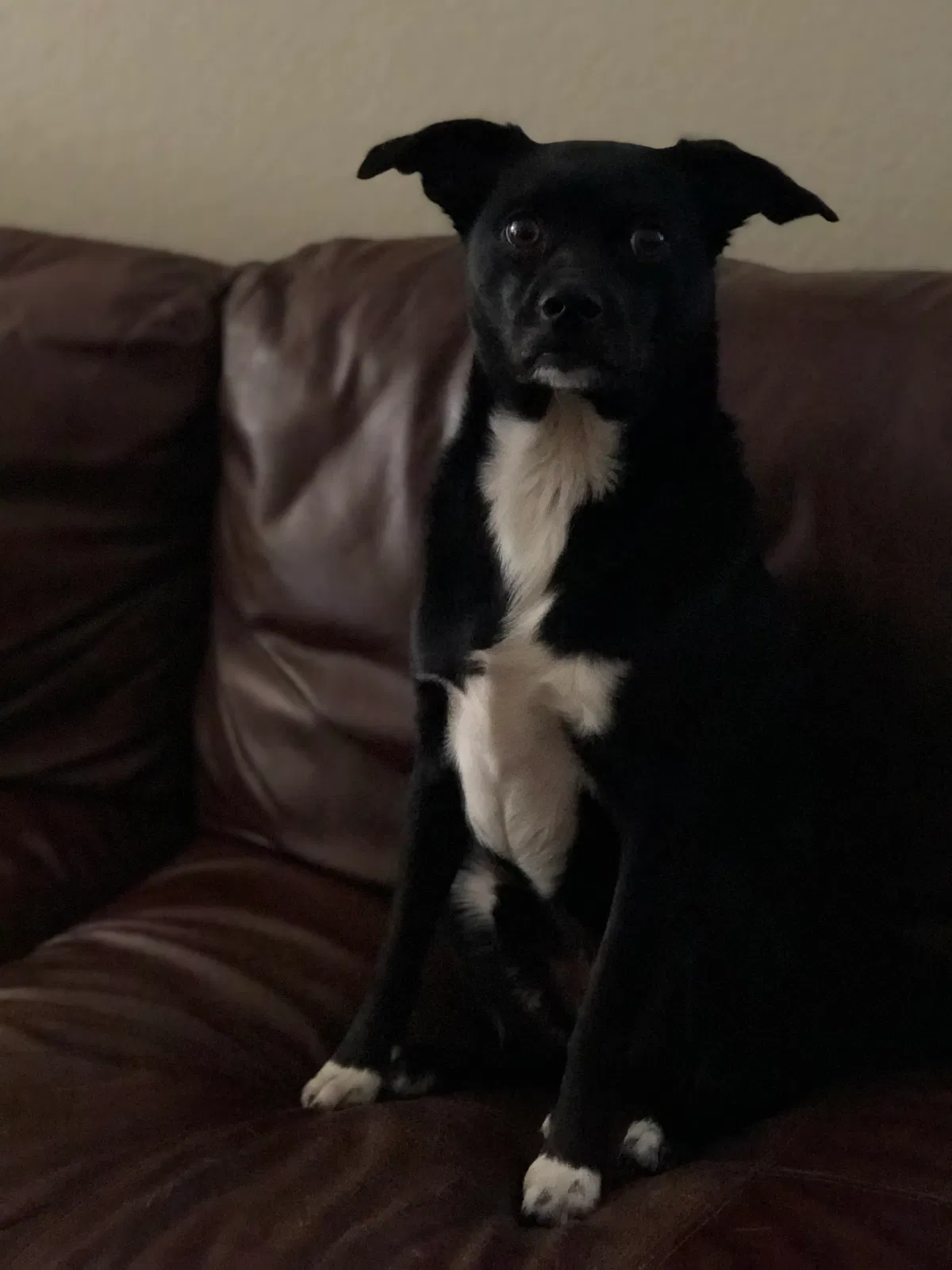 Found dog in Lake Elsinore, CA, 92530