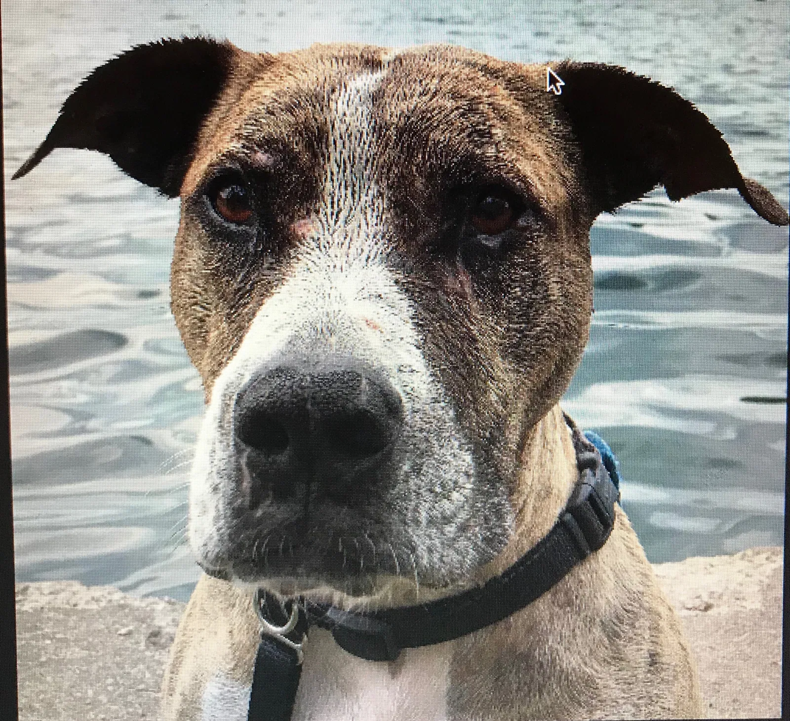 Found dog in Greenville, MI, 48838