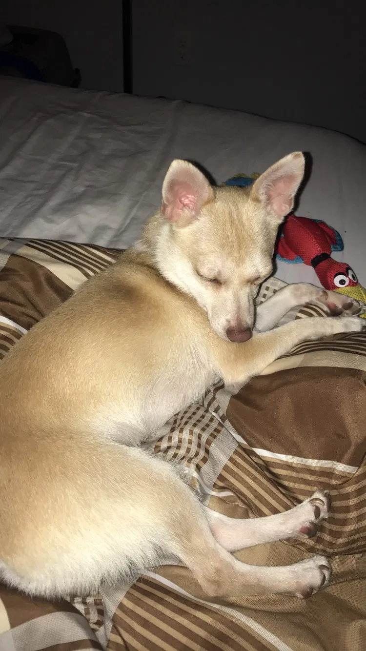 Found dog in Weaverville, NC, 28787