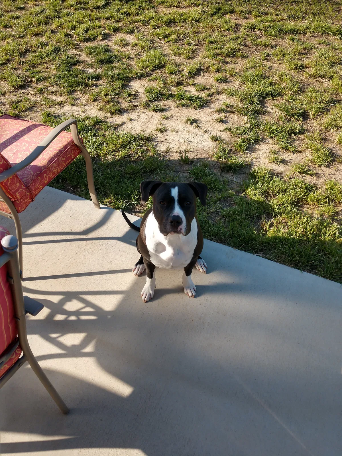 Found dog in Salisbury, NC, 28146
