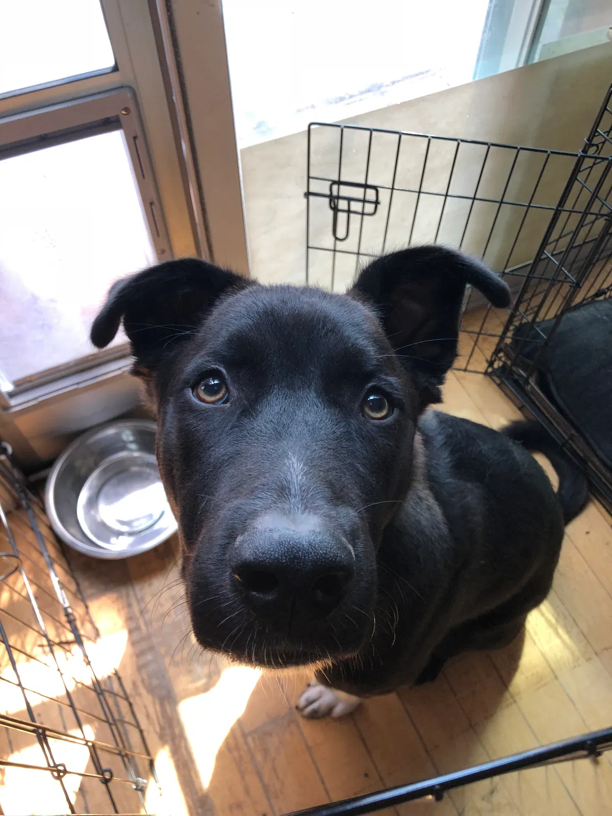 Found dog in West Sacramento, CA, 95691
