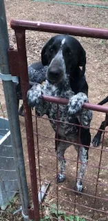 Found dog in Llano, TX, 78643