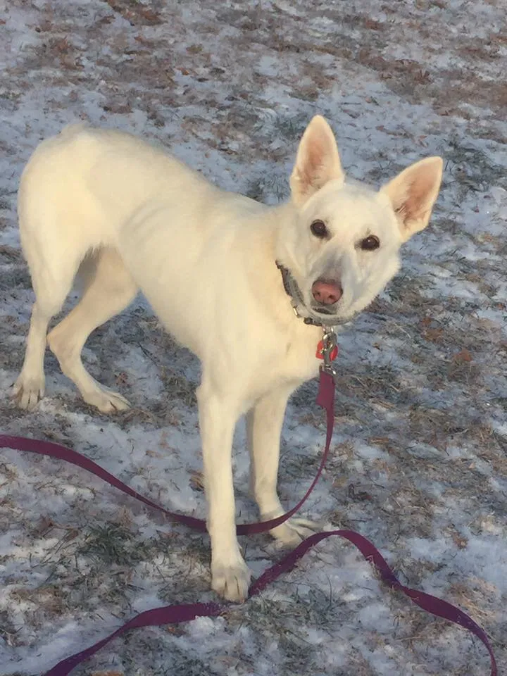 Found dog in Gravois Mills, MO, 65037