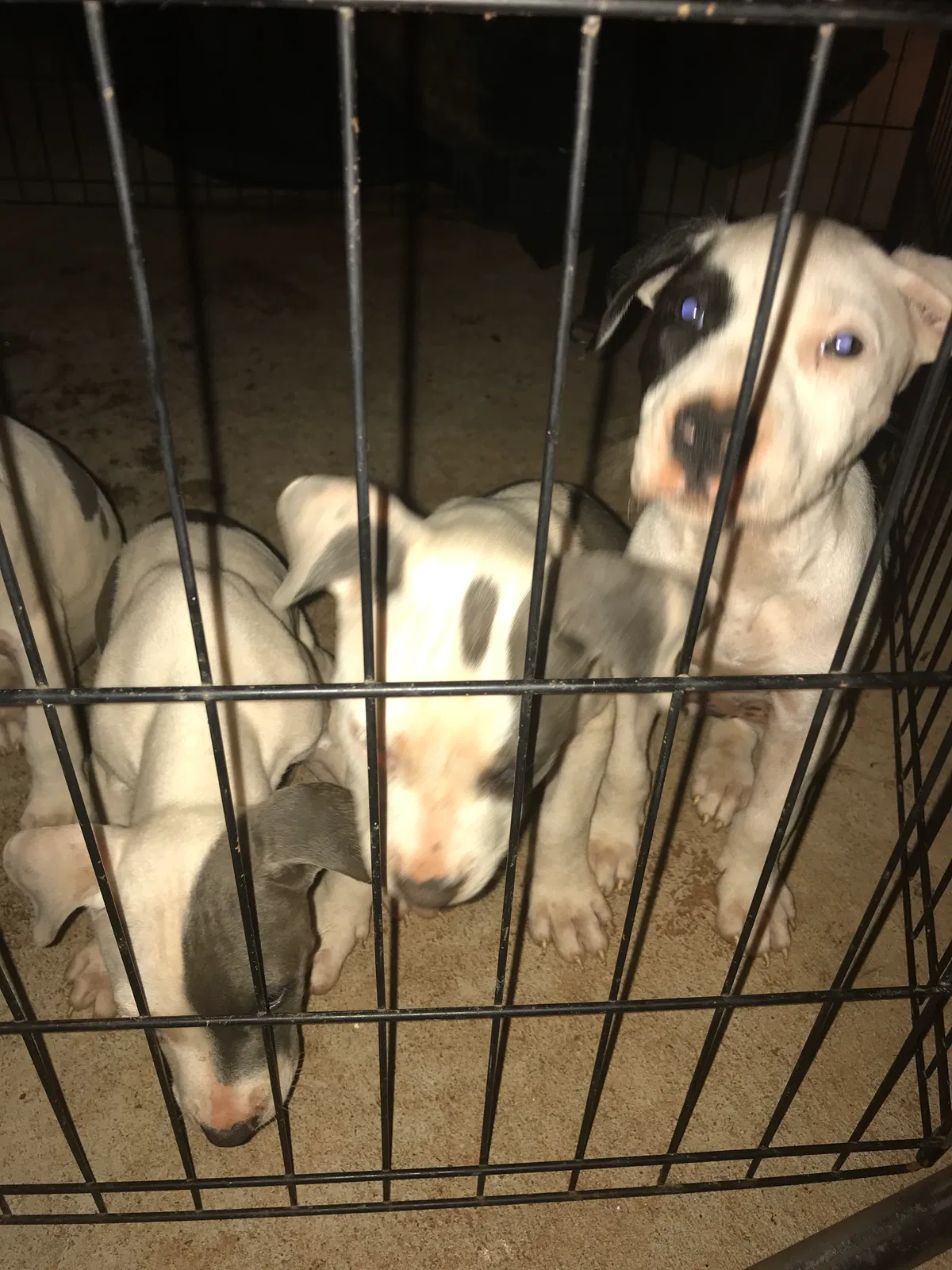 Found dog in Covington, GA, 30016