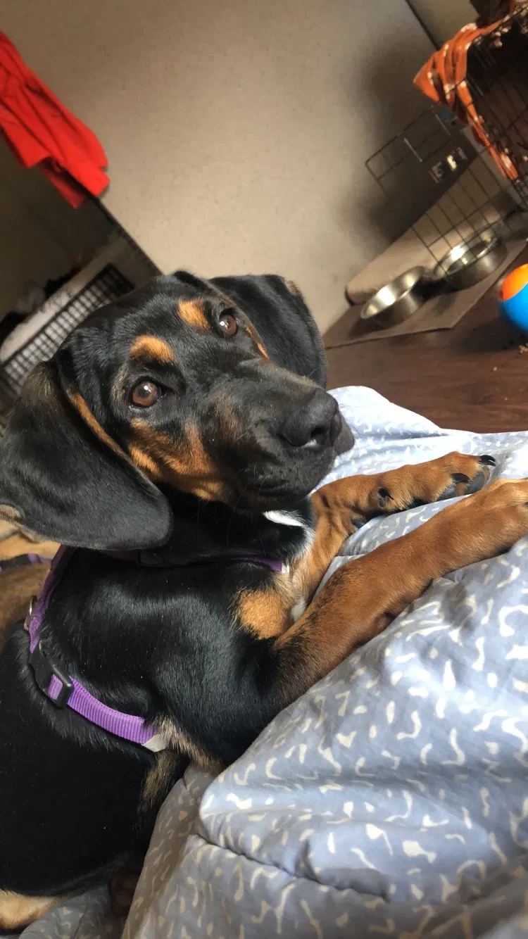 Found dog in Corpus Christi, TX, 78414