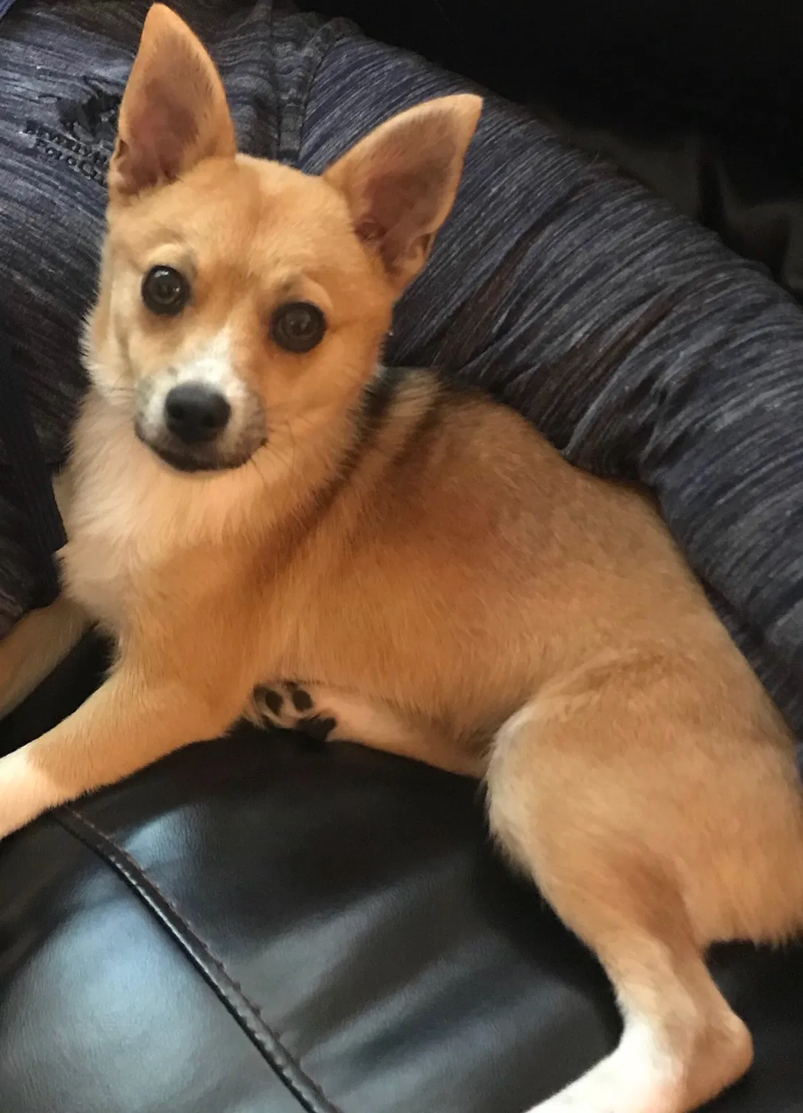 Found dog in Marietta, GA, 30067