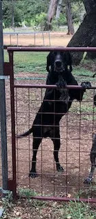 Found dog in Llano, TX, 78643