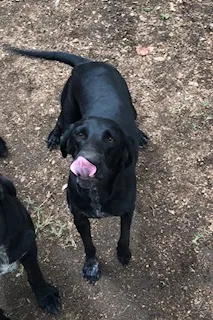 Found dog in Llano, TX, 78643