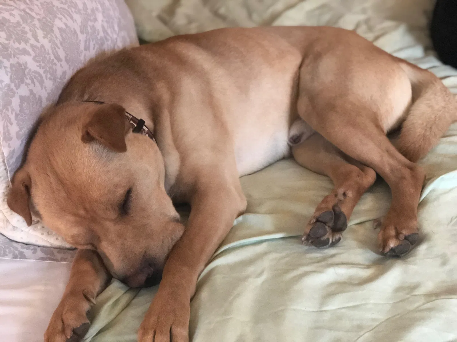 Found dog in Kalamazoo, MI, 49006