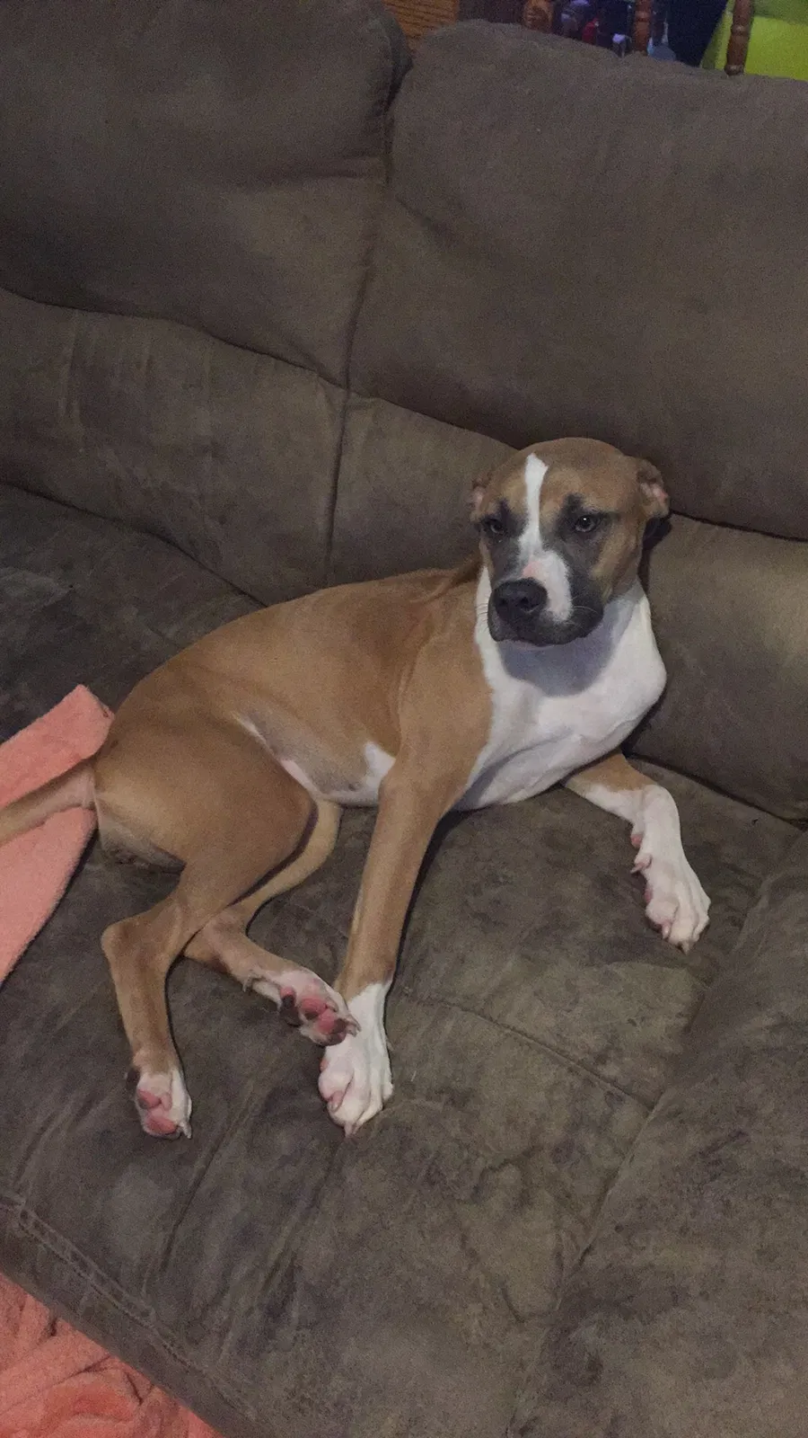Found Dog