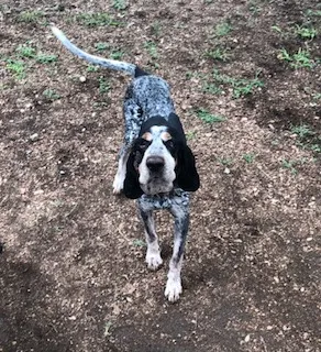 Found dog in Llano, TX, 78643