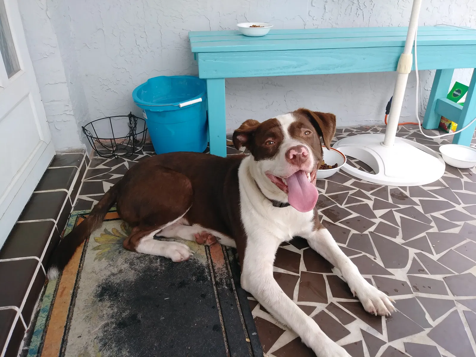 Found dog in Port Richey, FL, 34668