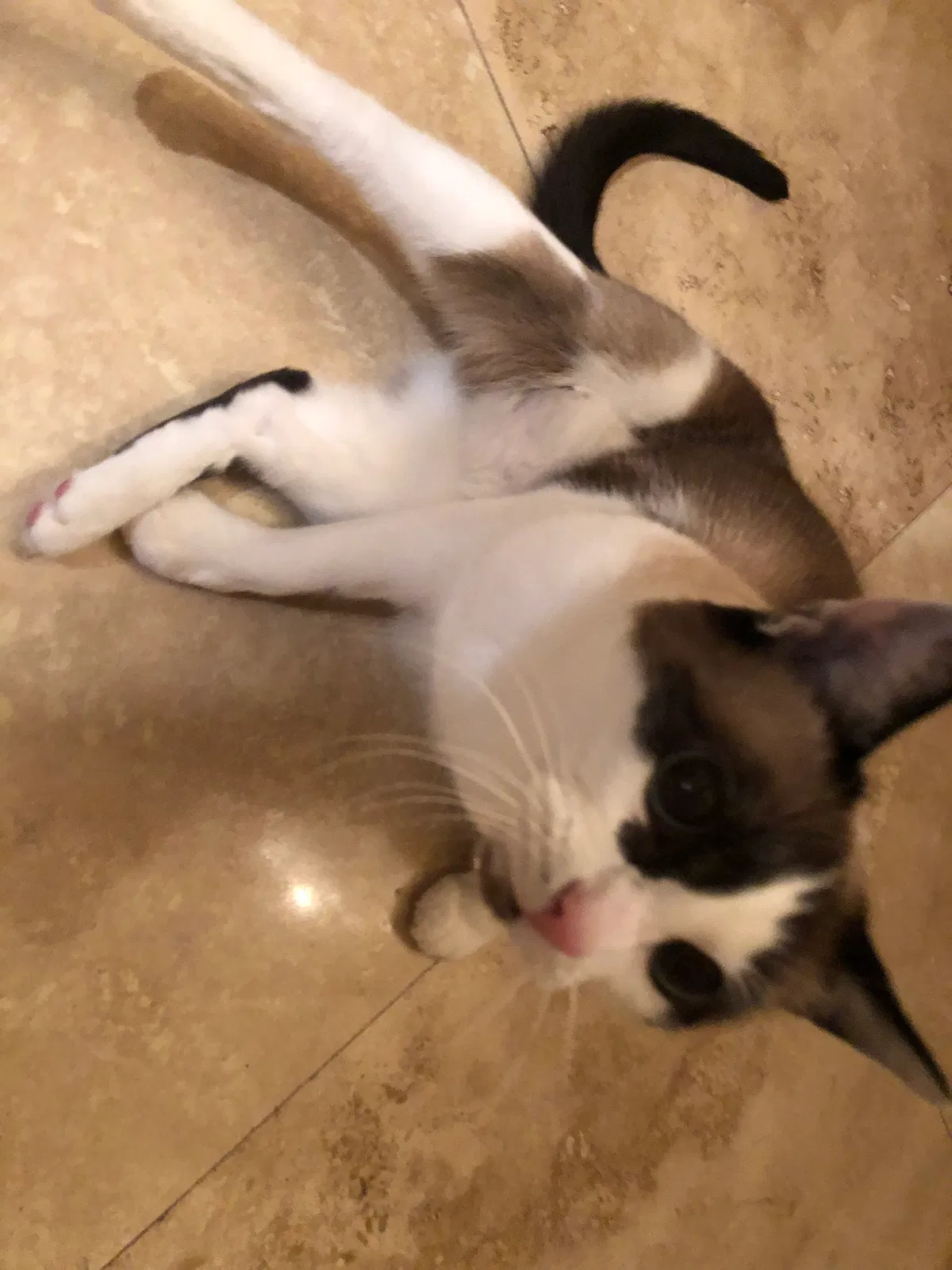 Found cat in Granada Hills, CA, 91344