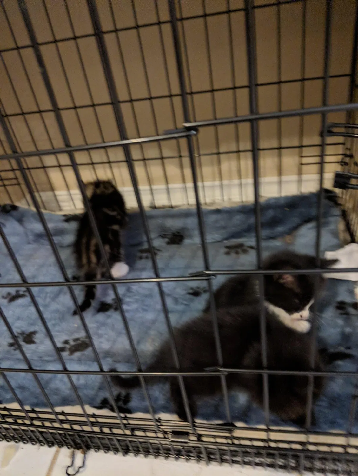 Found cat in Clovis, CA, 93611