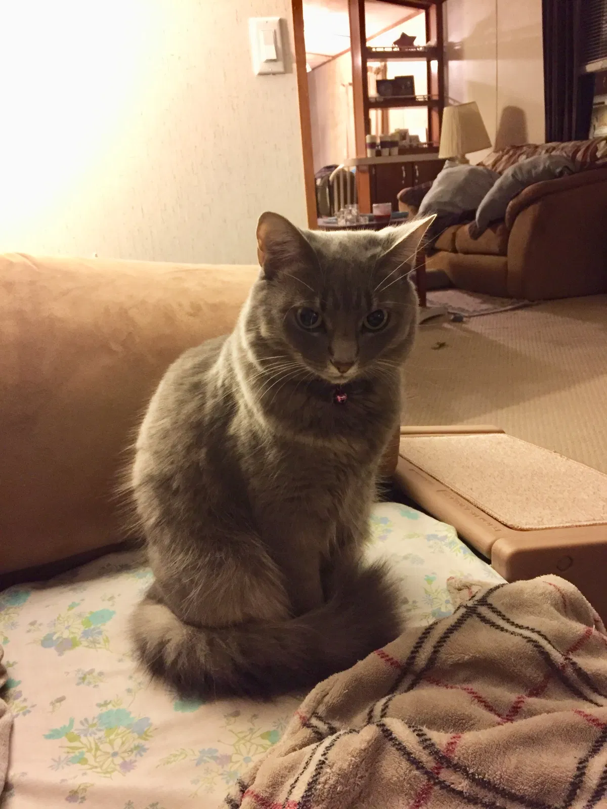 Found cat in Hendersonville, NC, 28792
