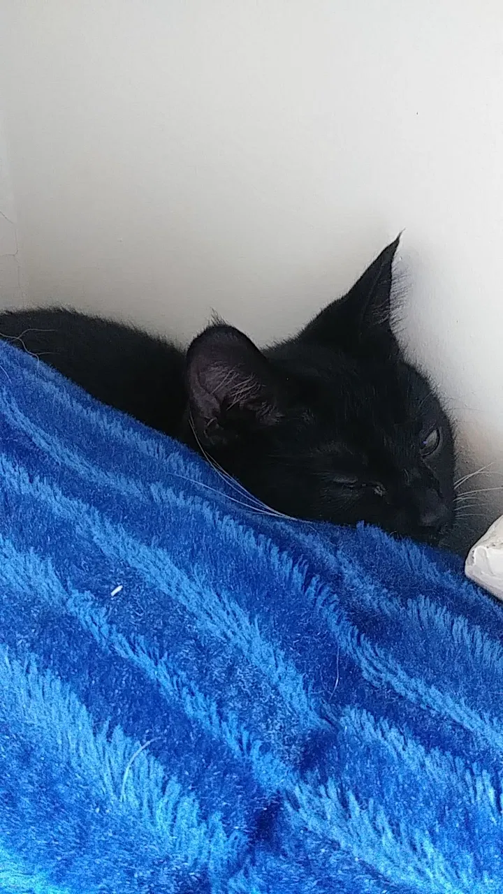 Found cat in Winston Salem, NC, 27103