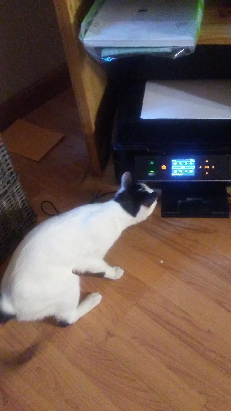 Found cat in Miami, FL, 33155