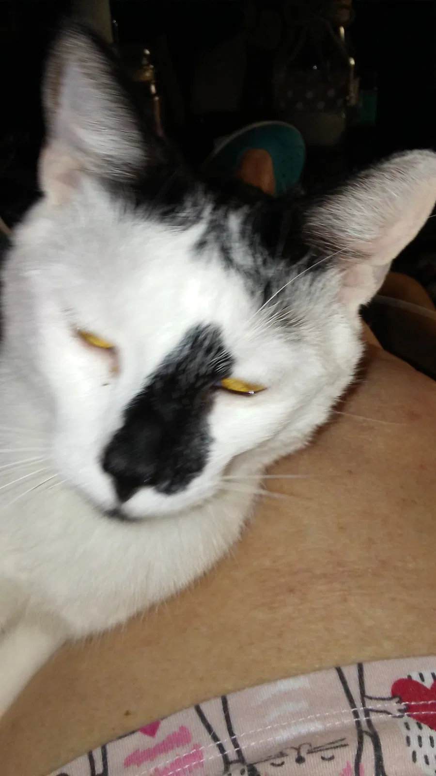 Found cat in Miami, FL, 33155