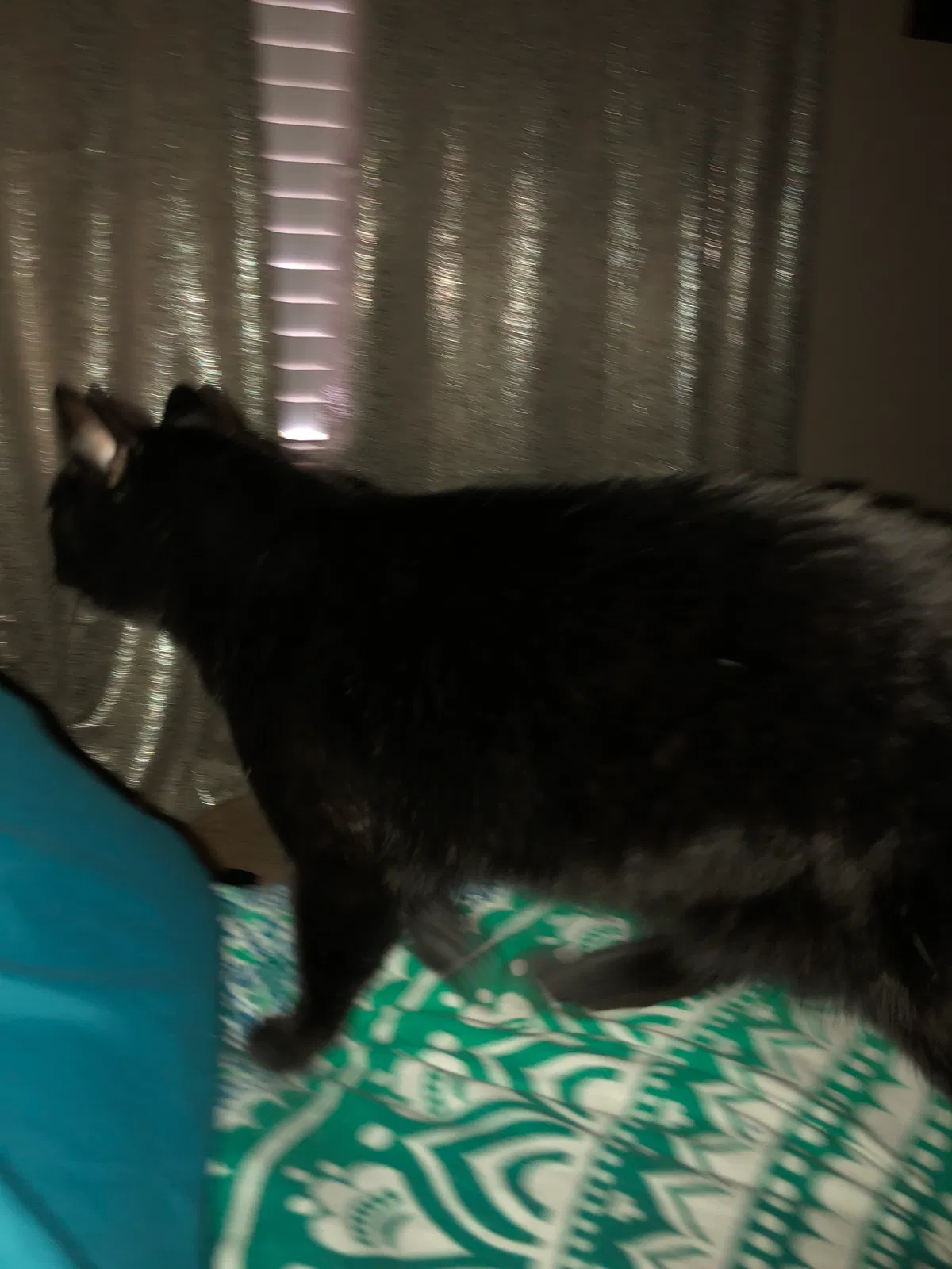 Found cat in Las Vegas, NV, 89103