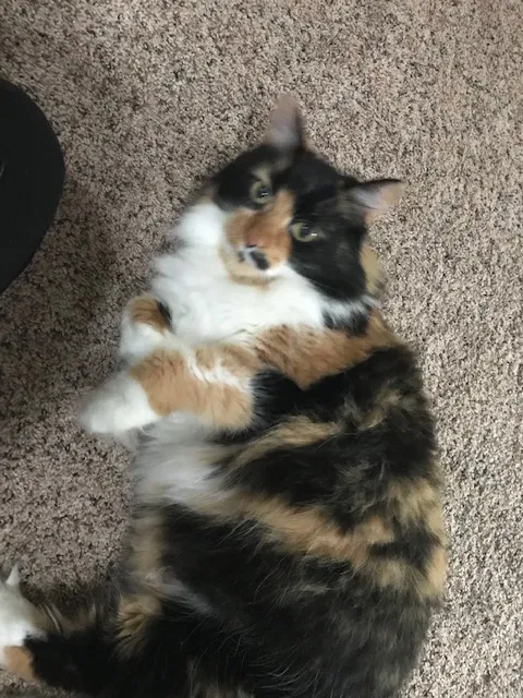 Found cat in Macomb, MI, 48044