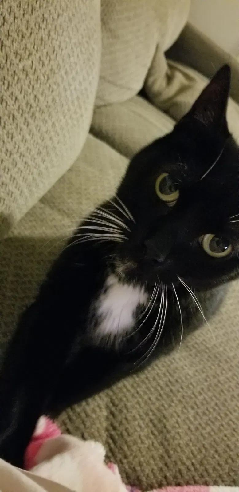 Found cat in Burton, MI, 48509