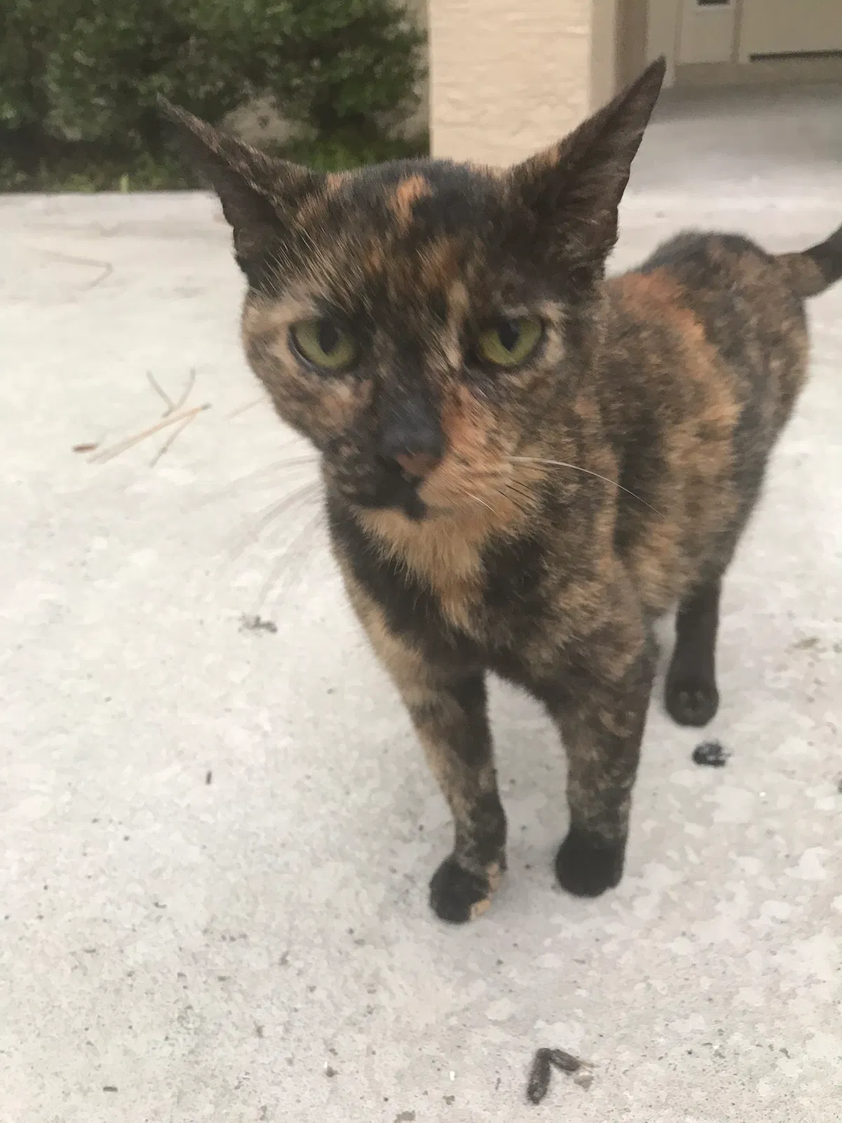 Found cat in Palm Coast, FL, 32164