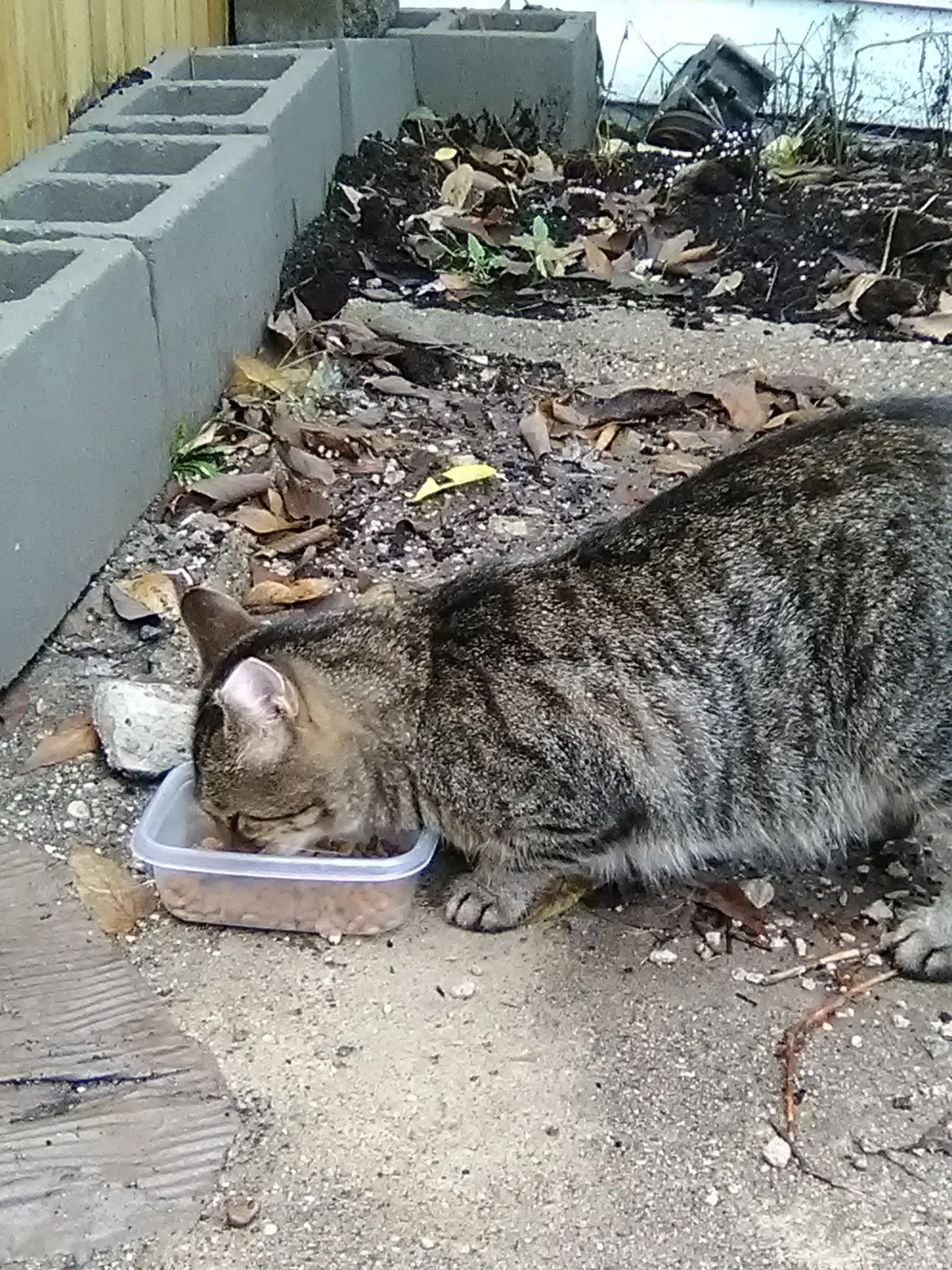 Found cat in Grand Rapids, MI, 49504