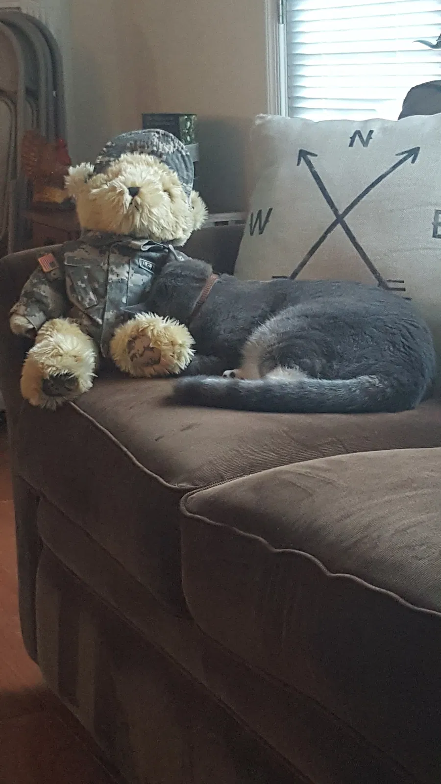 Found cat in Newport News, VA, 23608