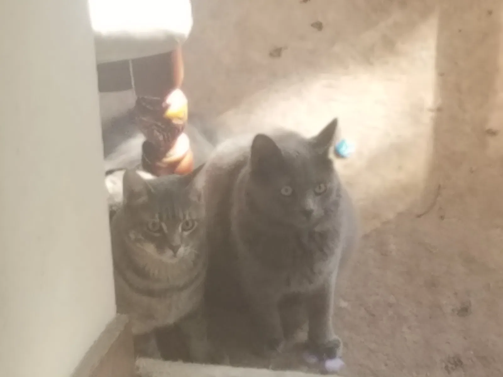 Found cat in Odenville, AL, 35120